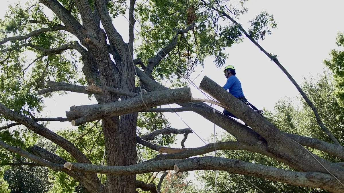 Professional Crown Thinning performed by certified arborists in Quarryville