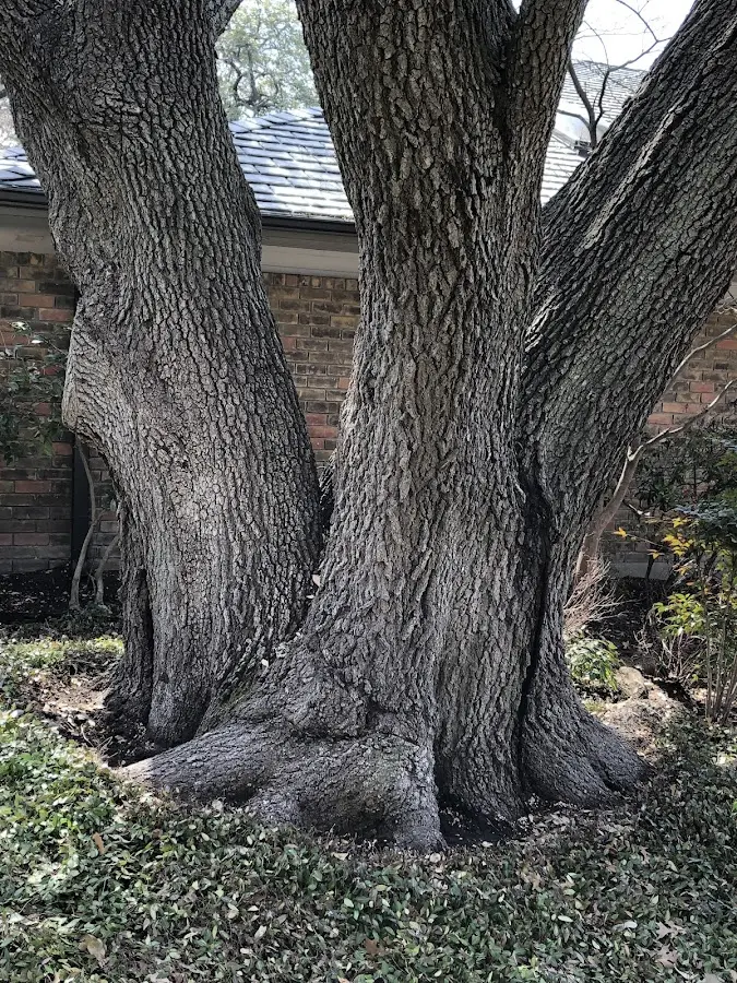 Mature heritage tree close to a Quarryville property cared for by certified arborists